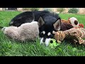 HACHI - Malamute Dog Training Oregon HACHI - Malamute Dog Training Oregon