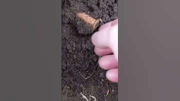 Old bullet found. #shorts #foryoupage #fyp #ytshorts #metaldetecting #treasure #metaldetecting #find