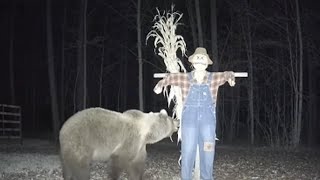 🐻 Bears vs Holiday Decorations 🎄  Spooky &amp; Funny CCTV Moments