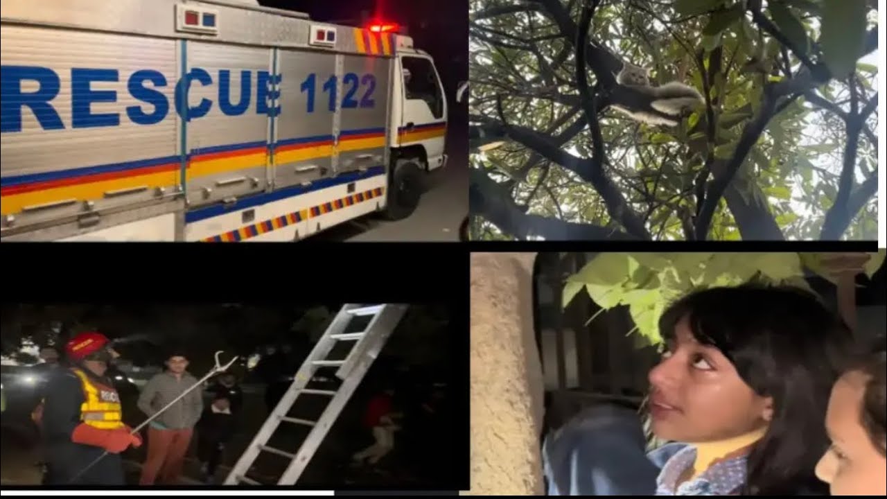 Cat rescue After being trapped in the tree for 12 hours/Pakistani team ...