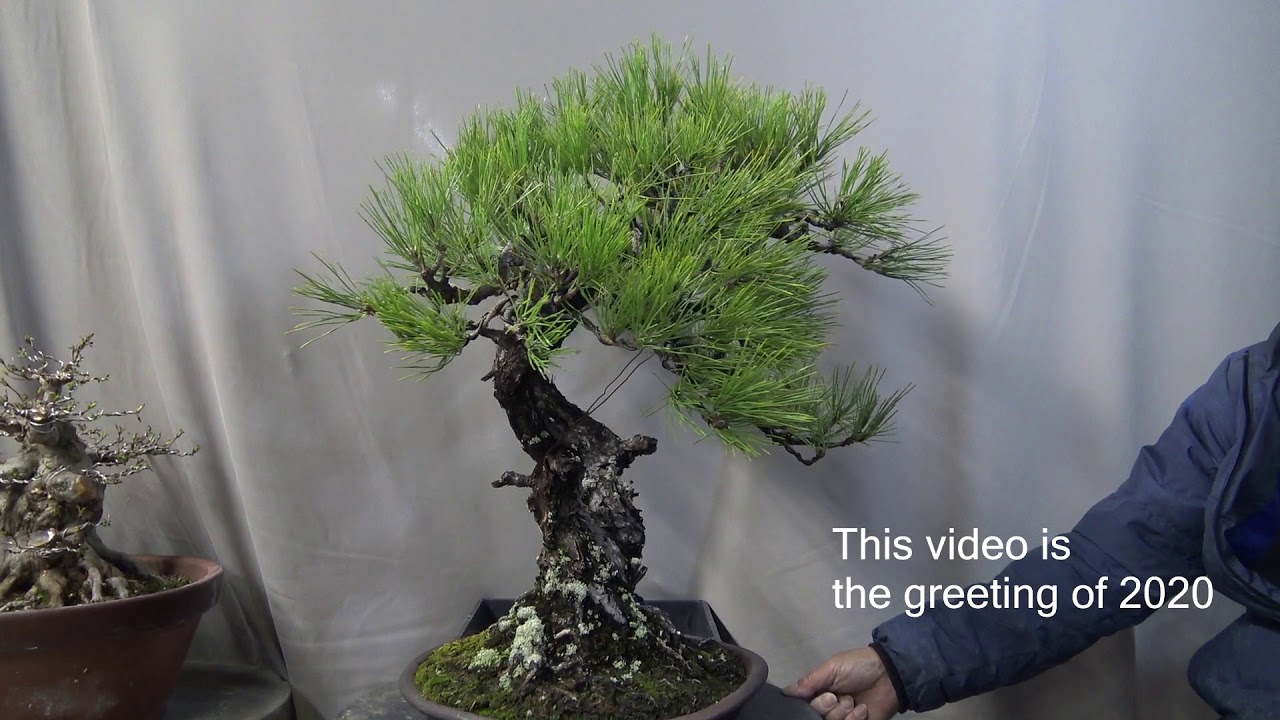 2020 Happy new year ! The Bonsai greeting from Japan. YouTube