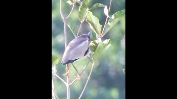 Cò rán - cò lửa 🔥