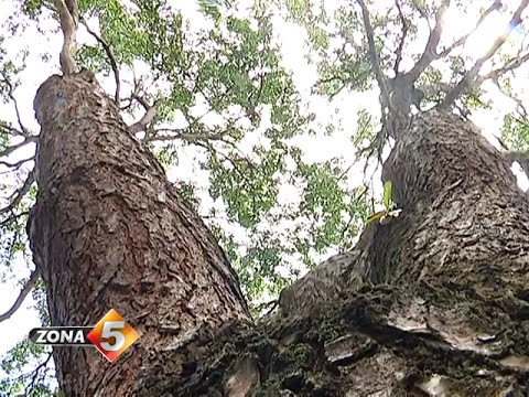 Video: ¿Dónde se encuentra la madera de caoba?