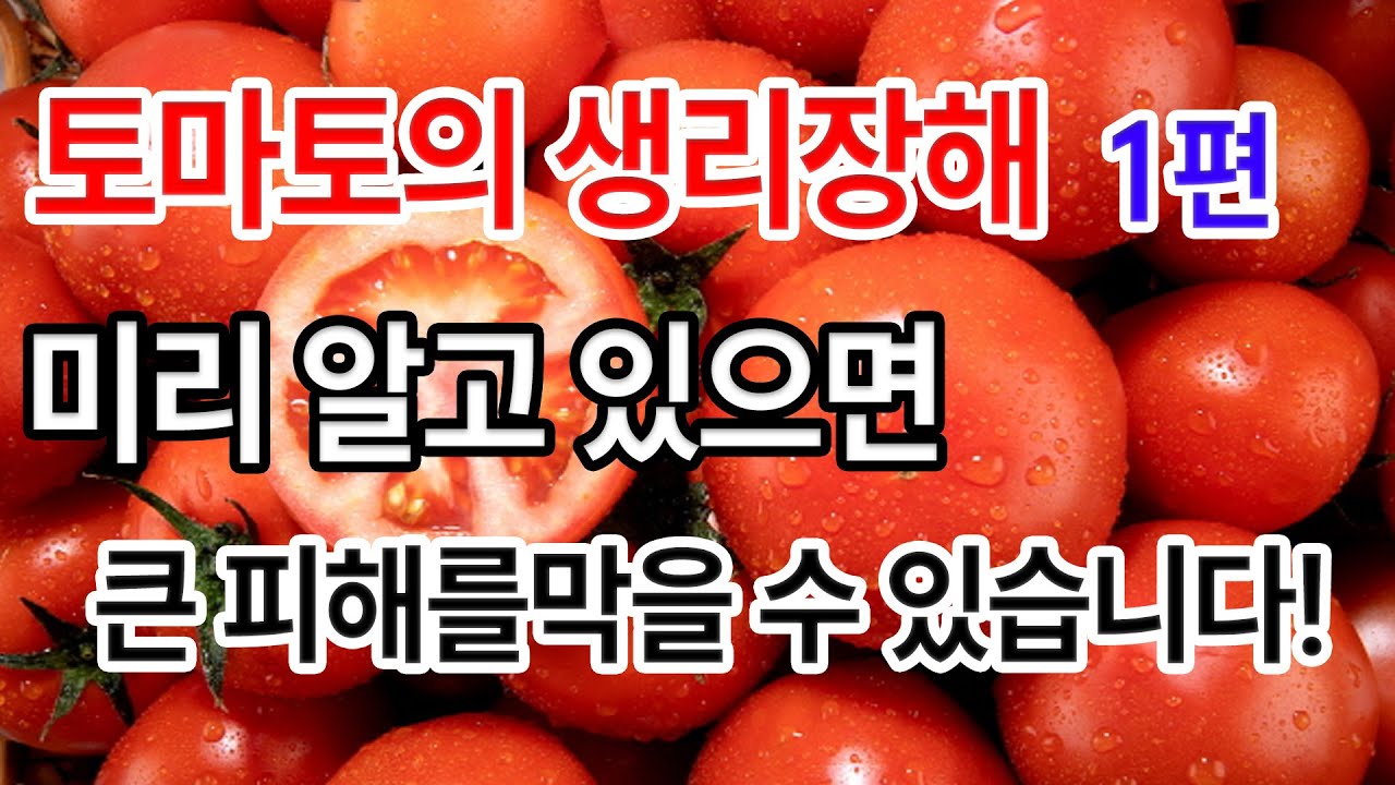 열과, 배꼽썩음병 등 토마토에 발생하는 생리장해 원인과 해결방안
