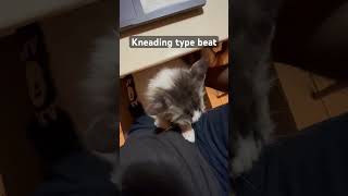 Kneading Cat Type Beat