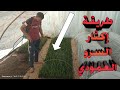 إكثار نبات السرو الإيطالي بالعقل القمه الناميه دليل شامل لتحقيق نجاح زراعي مستدام إكثار نبات السرو الإيطالي بالعقل القمه الناميه دليل شامل لتحقيق نجاح زراعي مستدام