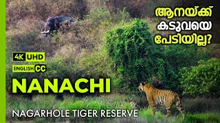 ആനയ്ക്ക് കടുവയെ പേടിയില്ല | Nanachi Forest Safari | Nagarhole Tiger Reserve | #trawild