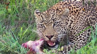 Male Leopard Has Impala For Breakfast