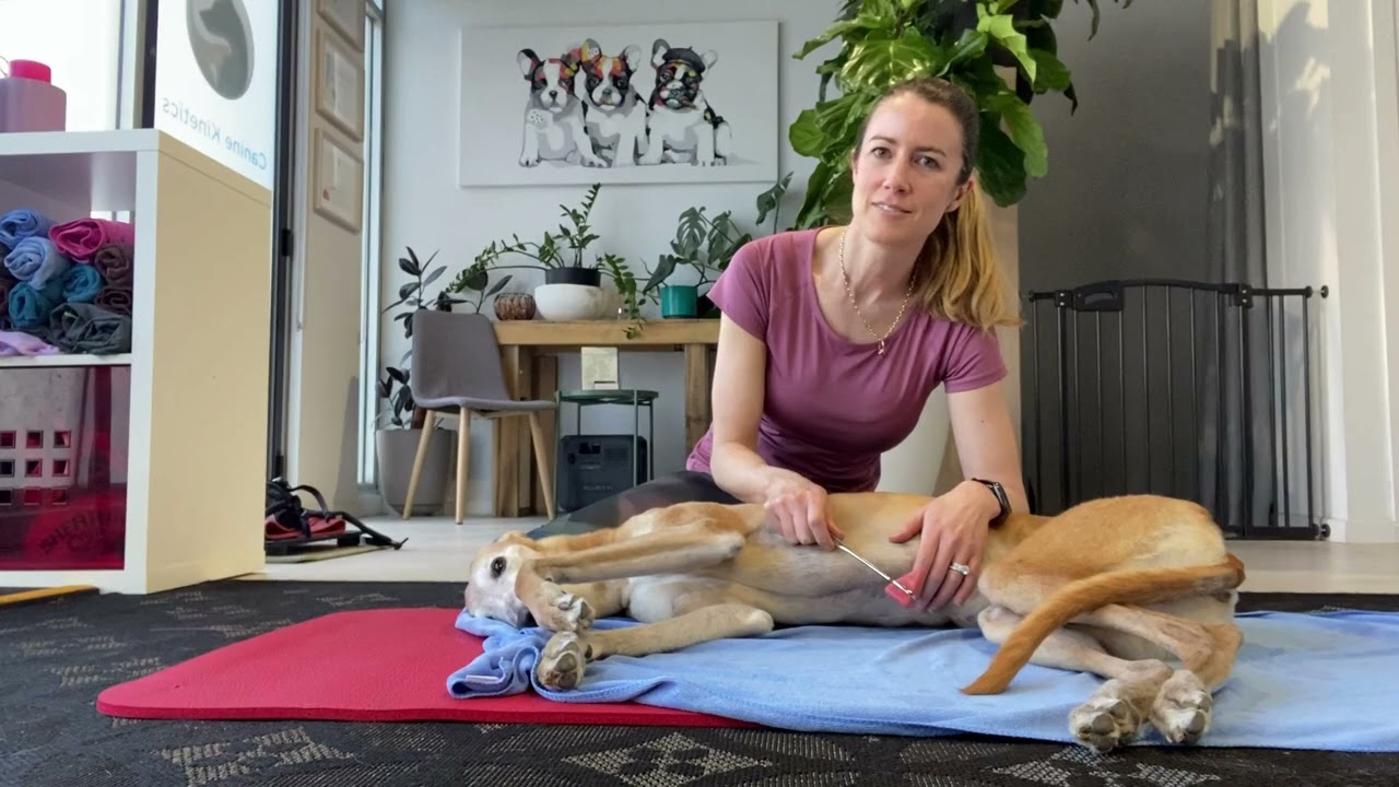 Cranial Tibial and Gastrocnemius reflex