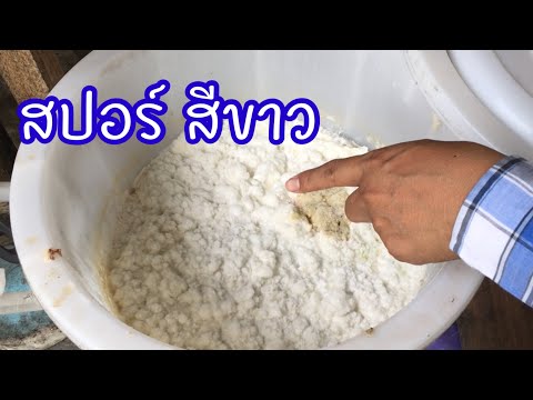 จุลินทรีย์สายพันธุ์ไทยแท้ จุลินทรีย์จาวปลวก วิธีขยายเชื้อและประโยชน์เยอะมาก | เกษตรกรชาวบ้าน