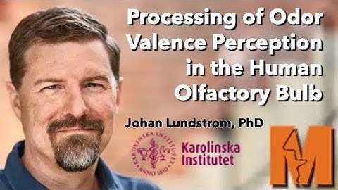 Processing of Odor Valence Perception in the Human Olfactory Bulb - Johan Lundström, PhD