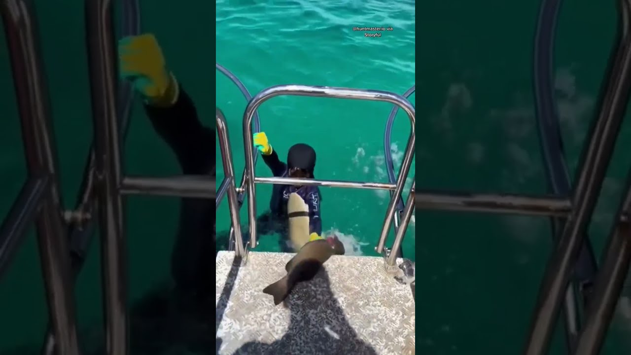 A Shark Bit An 8 Year Old Boy During Fishing Trip In Australia Leaving Minor Bite Mark Shorts