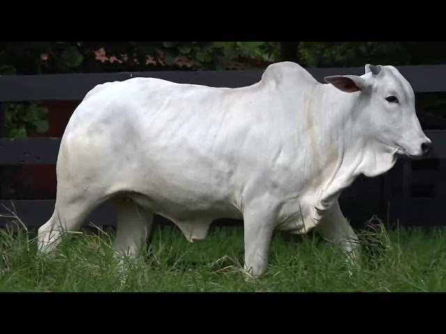 Lote 12   Leilão Virtual Fazenda Nova   Matrizes e Touros