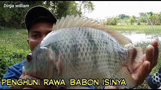 MANCING NILA BABON || DIRAWA