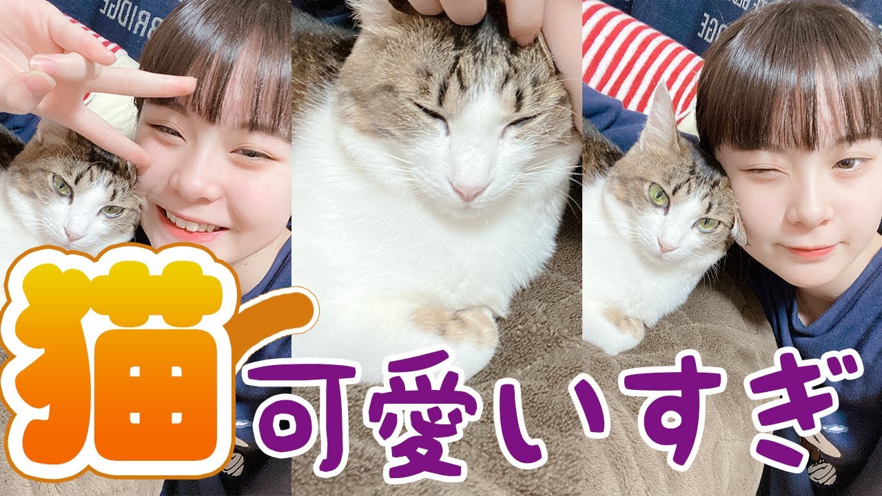 I'll show you how to spend time with my cat Chara! So cute♡ - YouTube