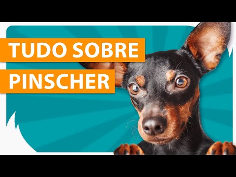 Vídeo: Vivendo com um Pinscher Miniatura; Nosso CAO