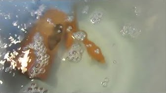 金魚の産卵の様子 Youtube