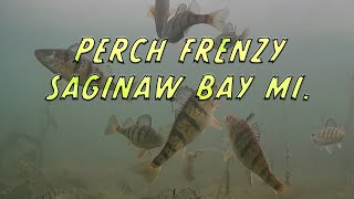 Underwater HD Footage of Ice Fishing Perch on Saginaw Bay Michigan. 2021