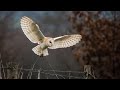 Success photographing the WILD BARN OWL Hunting! - Wildlife Photography | Photograph Birds