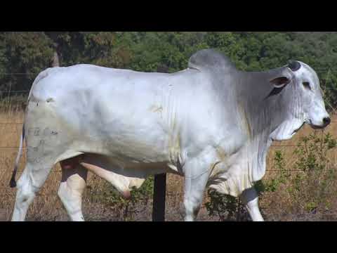 LOTE 115 - 7941 | 42º MEGA LEILÃO ANUAL CARPA TOUROS