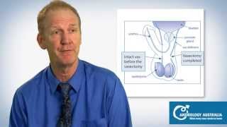 Vasectomy: What is it? And how does it work? - Prof Rob McLachlan