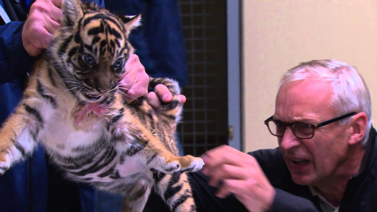 De tijgertweeling op de voet gevolgd | Burgers' Zoo Natuurlijk | Arnhem