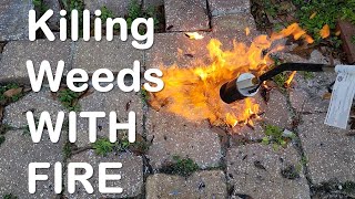 Propane Torch vs Weeds by David Windmueller 151 views 3 months ago 5 minutes, 6 seconds