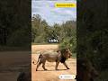 African Lions: Kings of the Jungle! #shorts #ytshorts #trending #animals