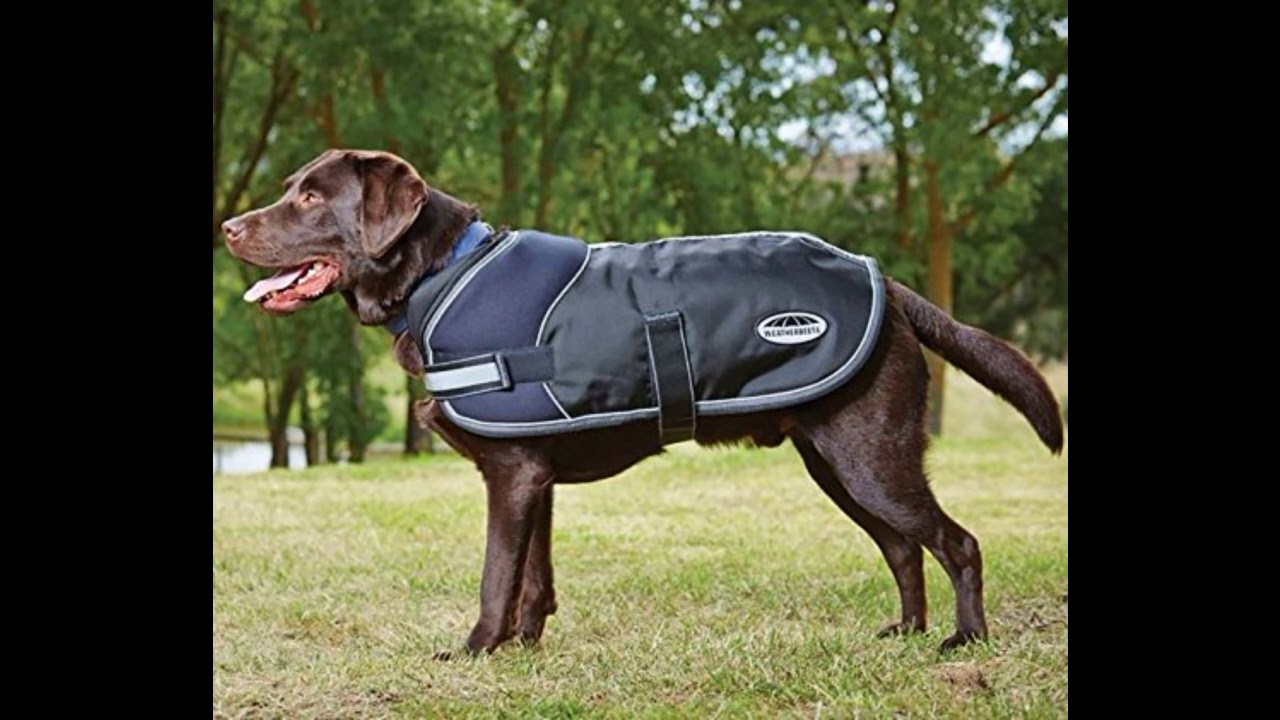 Weatherbeeta Dog Coat Video YouTube