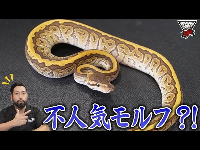 動物の惑星　シロクチニシキヘビ（シークレット）★ 動物の惑星】「シークレット」シロクチニシキヘビ フィギュア