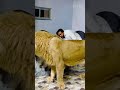 Mufasa eating beef   mian saqib 