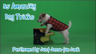 35 Amazing Cute Dog Tricks performed by Jesse