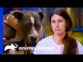 Dog Gets Heartworms Before Being Adopted | Pit Bulls & Parolees