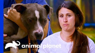 Dog Gets Heartworms Before Being Adopted | Pit Bulls & Parolees