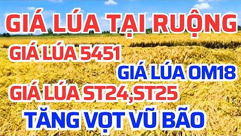 Giá lúa gạo hôm nay 30/11/2025 tăng khủng khiếp