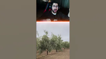 الفرق بيننا وبين الاجانب بقطف الزيتون 