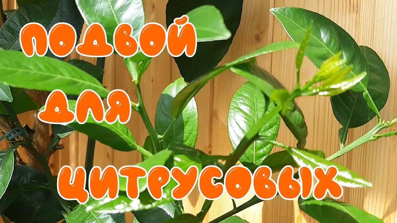 Подвой для прививок цитрусовых растений. - YouTube