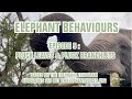 ELEPHANTS PLUCKING LEAVES AND BRANCHLETS - ELEPHANT BEHAVIOUR EPISODE 5