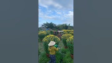 Hoa Cúc Đại Đóa Tết 2025 Ninh Hòa Khánh Hòa D1M2 1M 85 60 40 Mặt Hoa Tổng Hợp Năm 2022