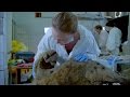 Mammoth Survival and History