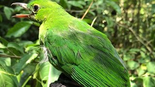 Burung cucak hijau yang di lepas lagi ke alam liar