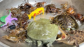 Kem Ốc Chanel ra bờ ao bắt con cua, baba, cóc, con bò, khủng long, bị cá sấu nuốt vào miệng. Part 64