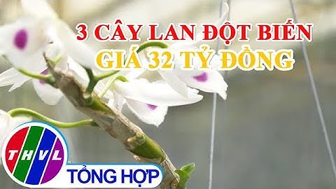 3 cây lan đột biến giá 32 tỷ đồng