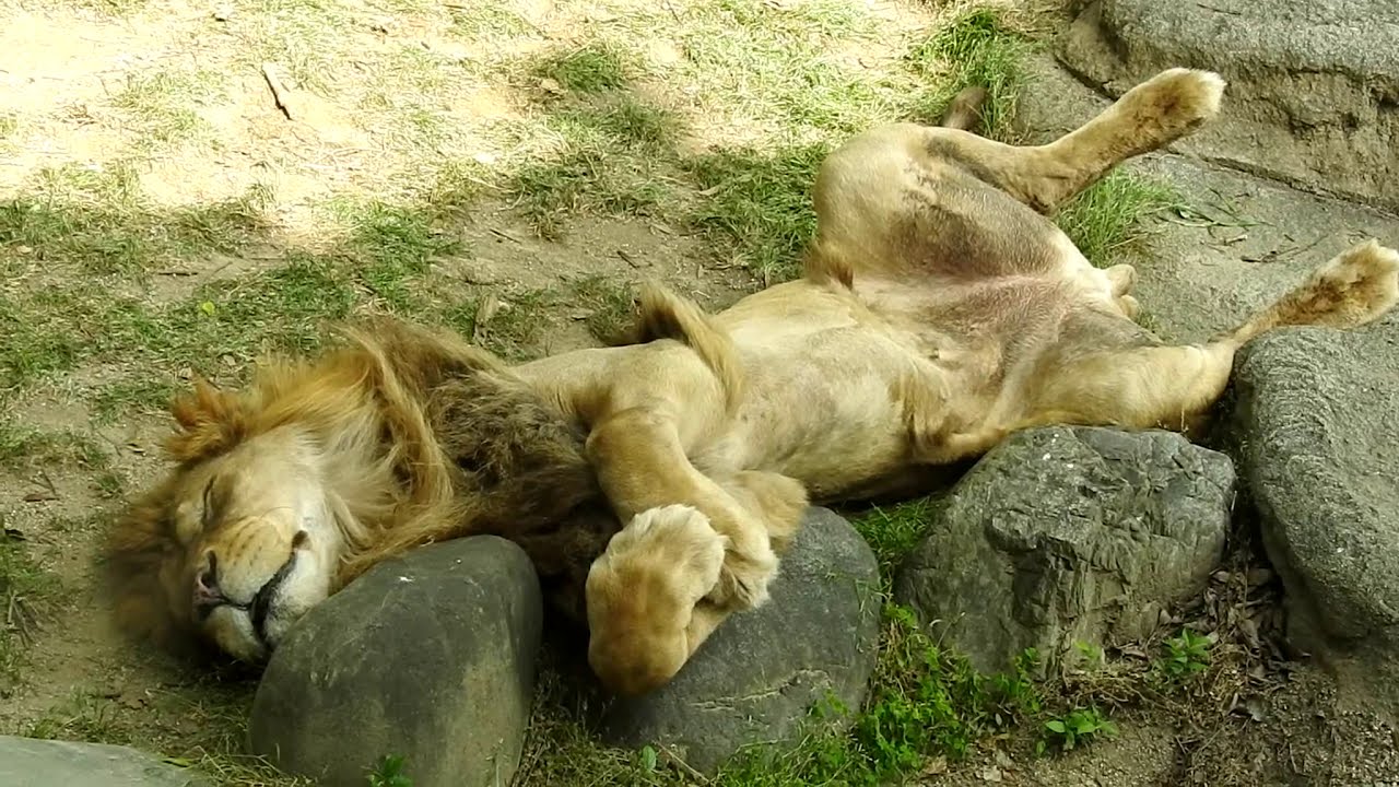寝顔 寝相が可愛いライオン バリーくん推し動画 とべ動物園にて