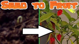 Time Lapse Of Carolina Reaper Pepper Plant Growing
