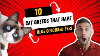 10 Mesmerizing Cat Breeds with BLUE EYES You Won't Believe Exist!