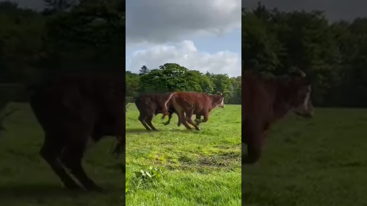 Cows Out To Grass After Long Winter