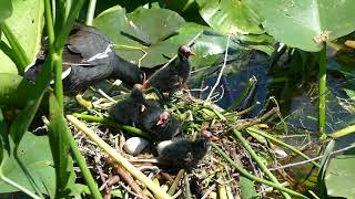 COMMON GALLINULE PARENTS CARING FOR CHICKS at Lake Morton in Lakeland, FL