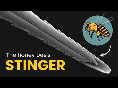 How Do Bee Stingers Work? Stated Clearly