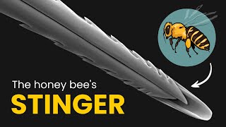 How Do Bee Stingers Work? Stated Clearly